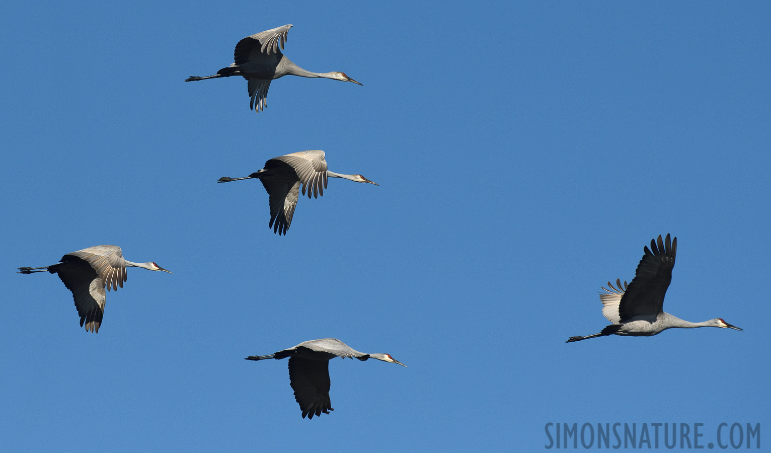 Antigone canadensis tabida [400 mm, 1/6400 sec at f / 8.0, ISO 1000]